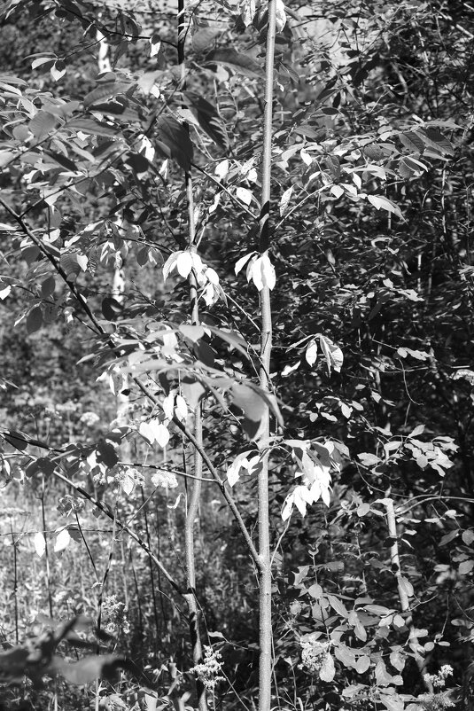 Фотография - Денис Безногов