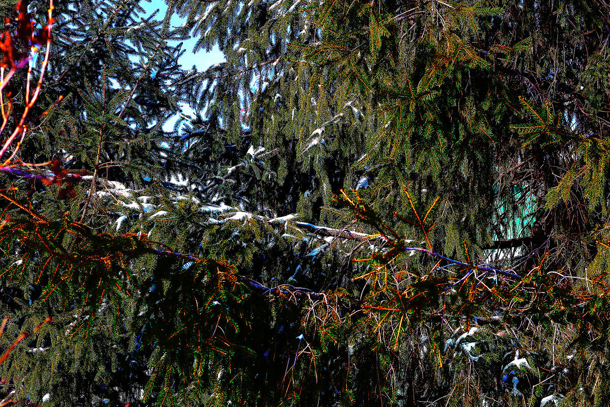 Снег на ели - Юрий Гайворонскiий