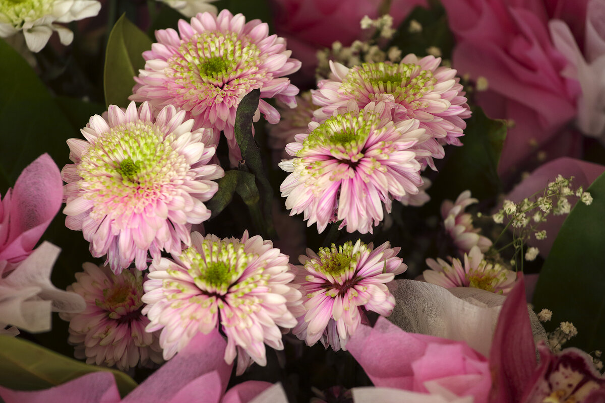 В розовых тонах - Леонид 