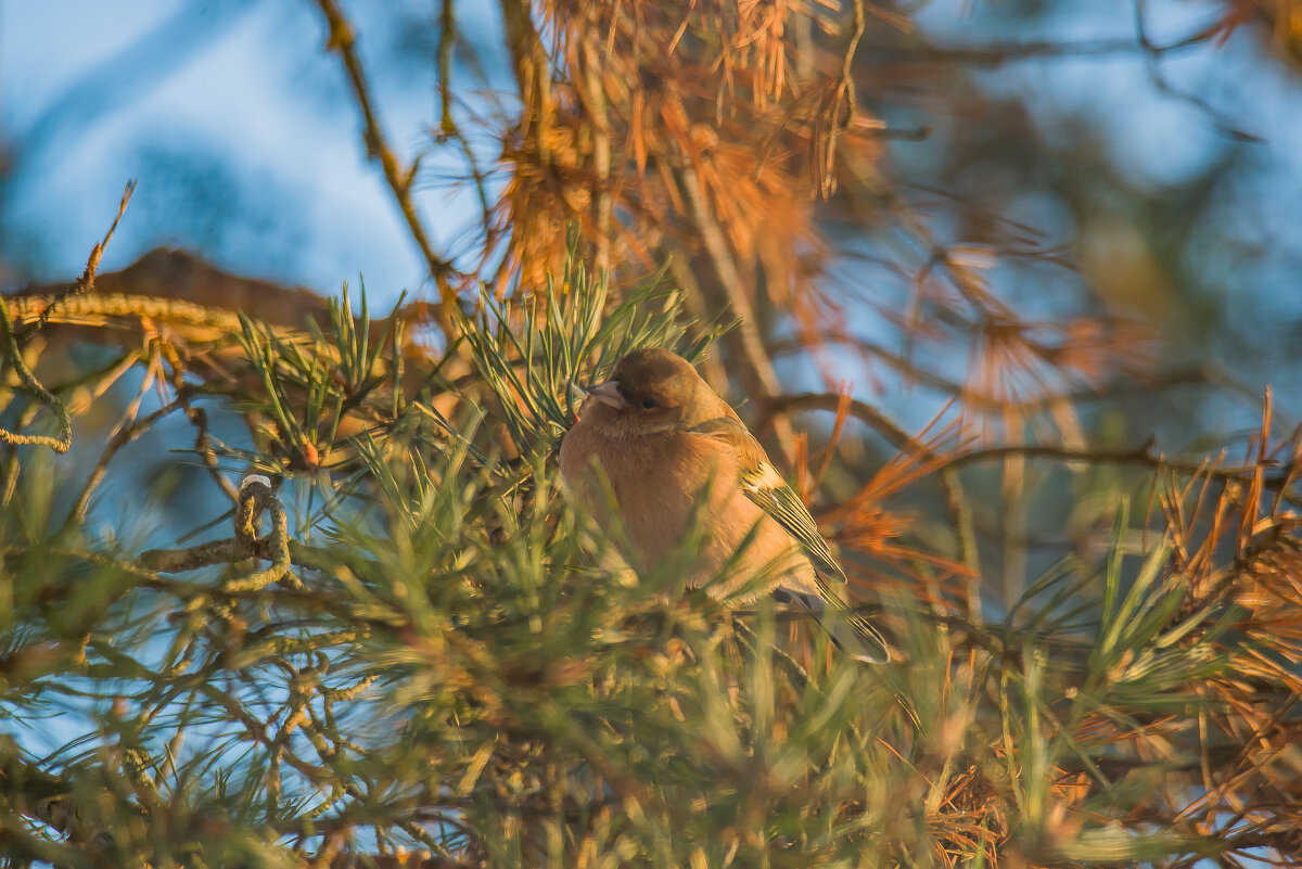 В закатном Солнце. - Sergey (Apg)