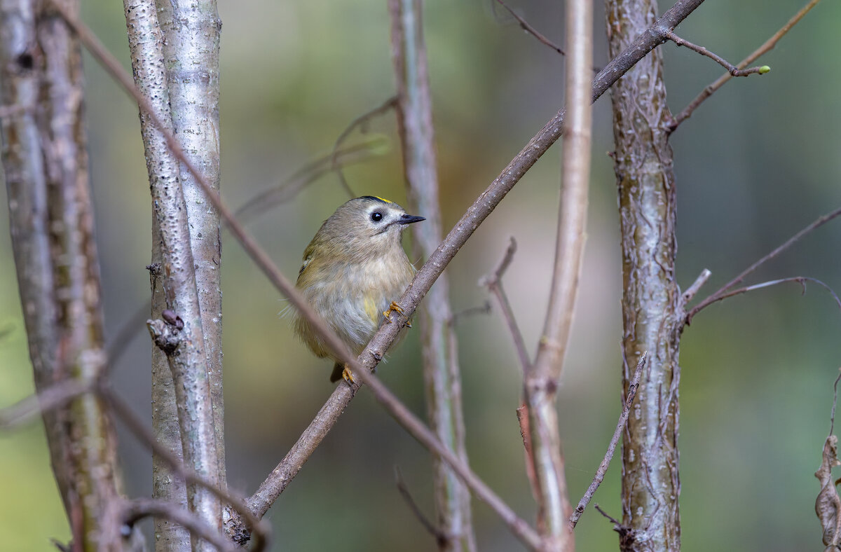 желтоголовый королек. - юрий макаров