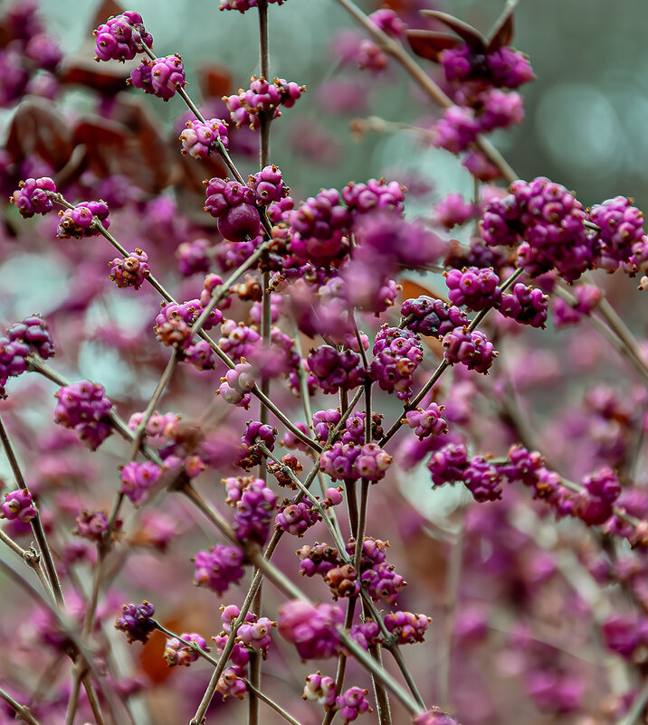 Ягода малина в парк заманила! - Варвара 