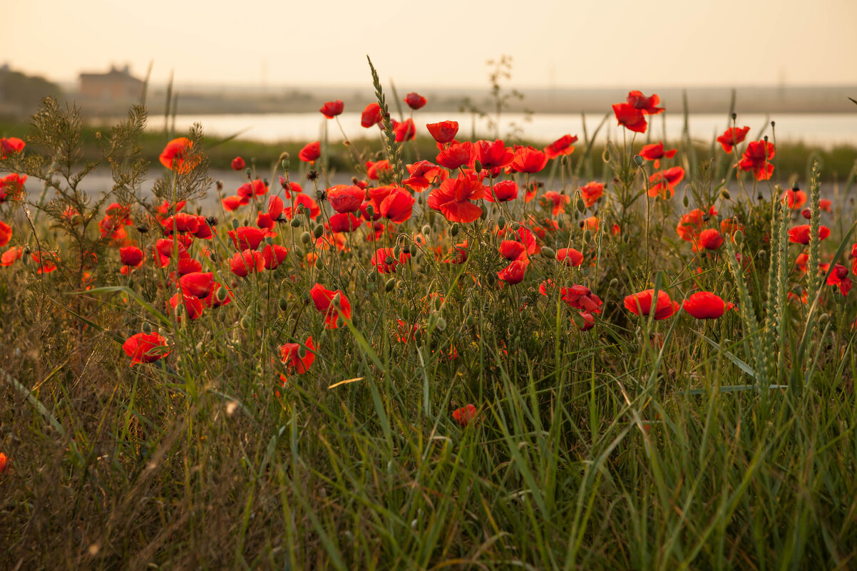 Крым. Май - Вячеслав Владимирович