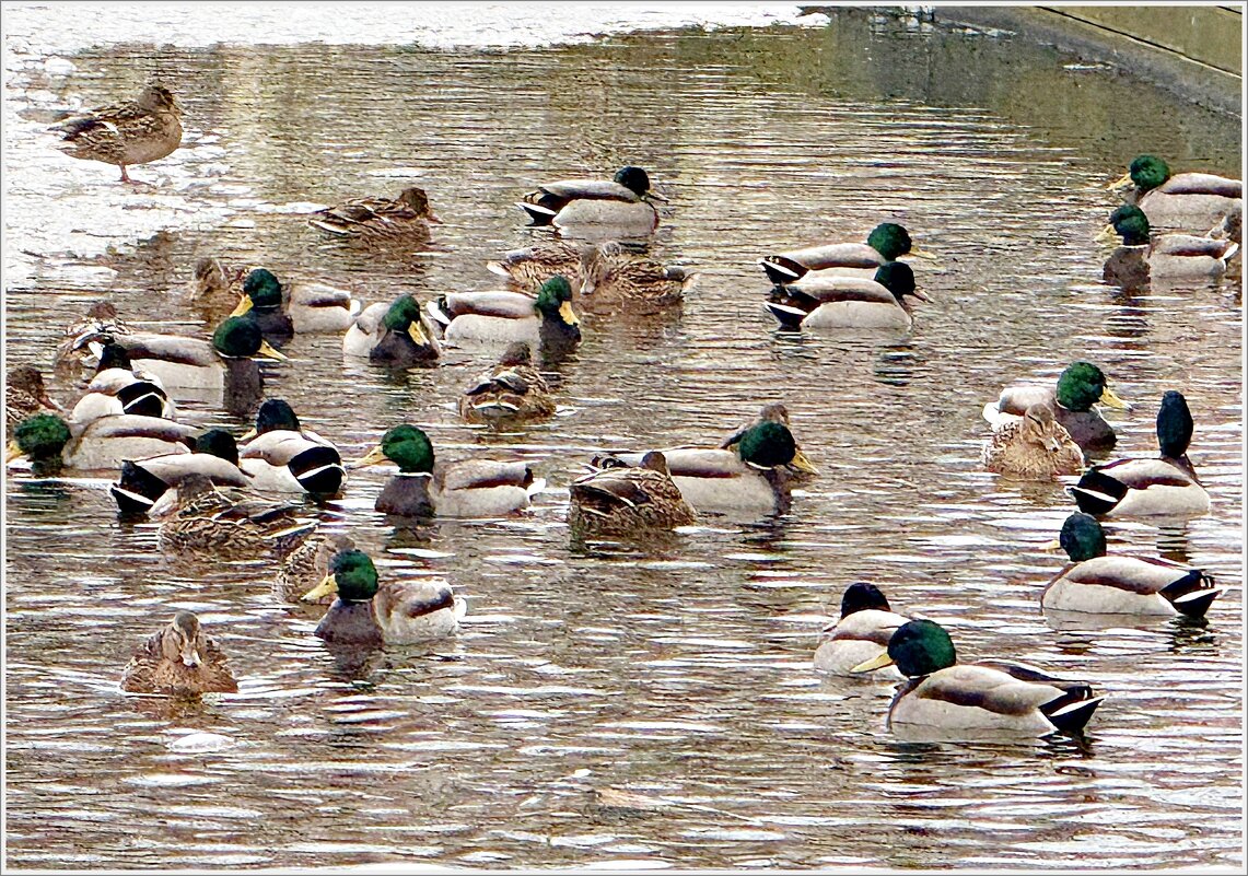 Утки. - Валерия Комова