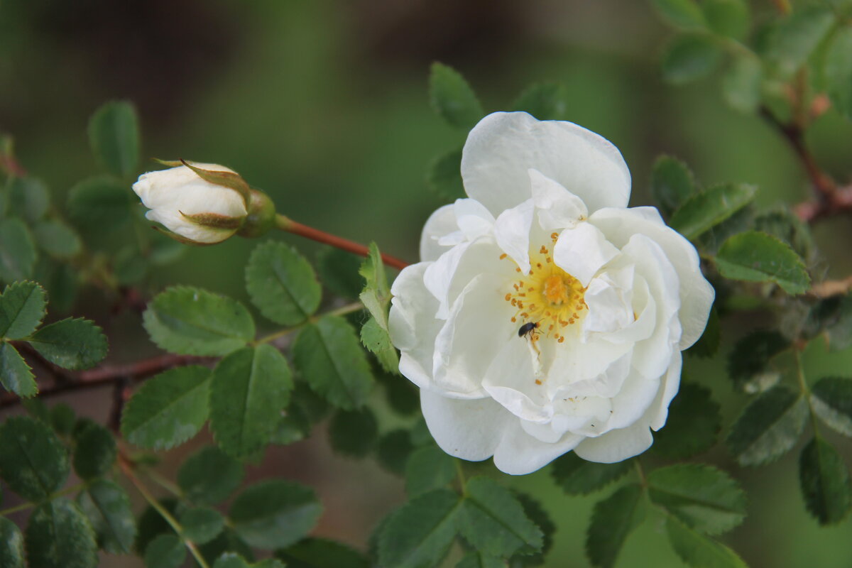 БЕЛАЯ РОЗА В ИЮНЕ - Валентина 