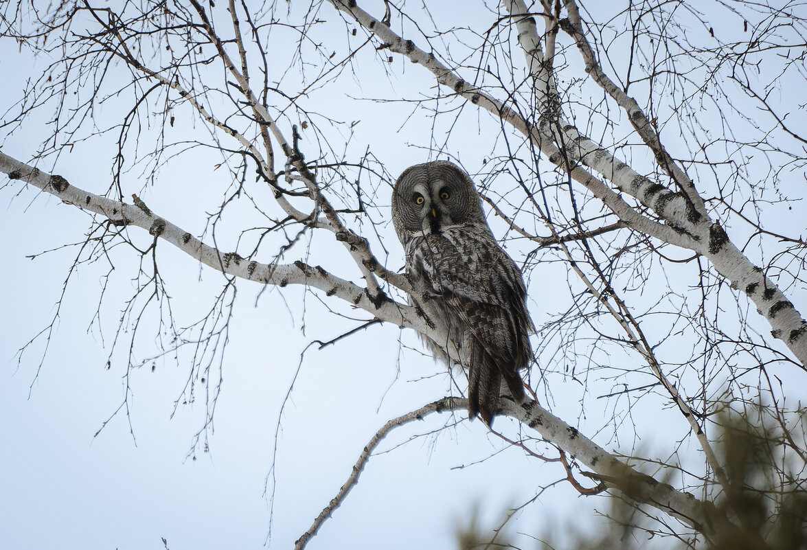 Совиная элитка: представляем бородатую неясыть — стиль, грация, охота! - Вадим Басов