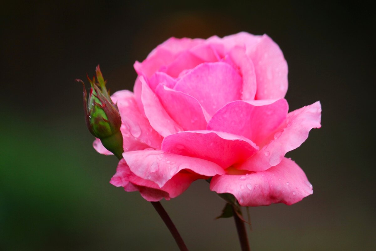 Доброе утро - Юрий. Шмаков