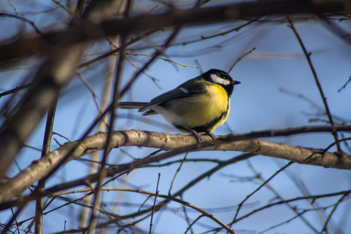 *** - Александр. AVG100 ---