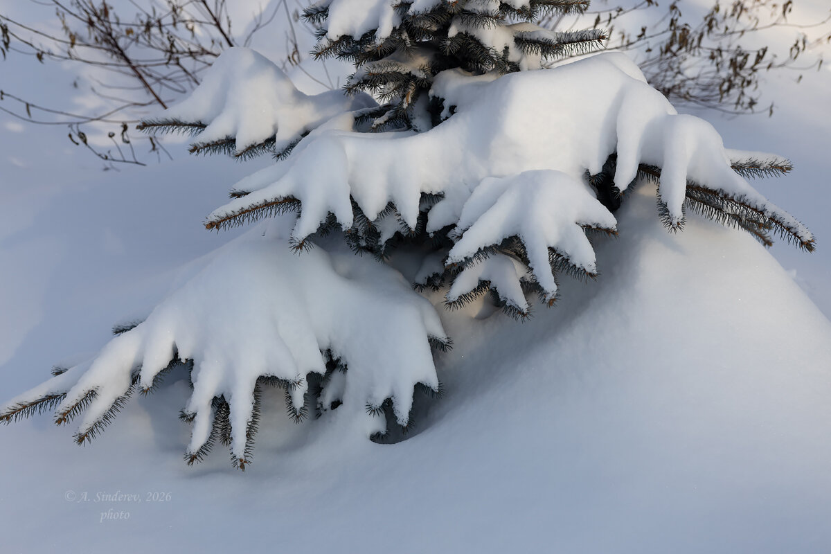 Еловые ветви под снегом - Александр Синдерёв