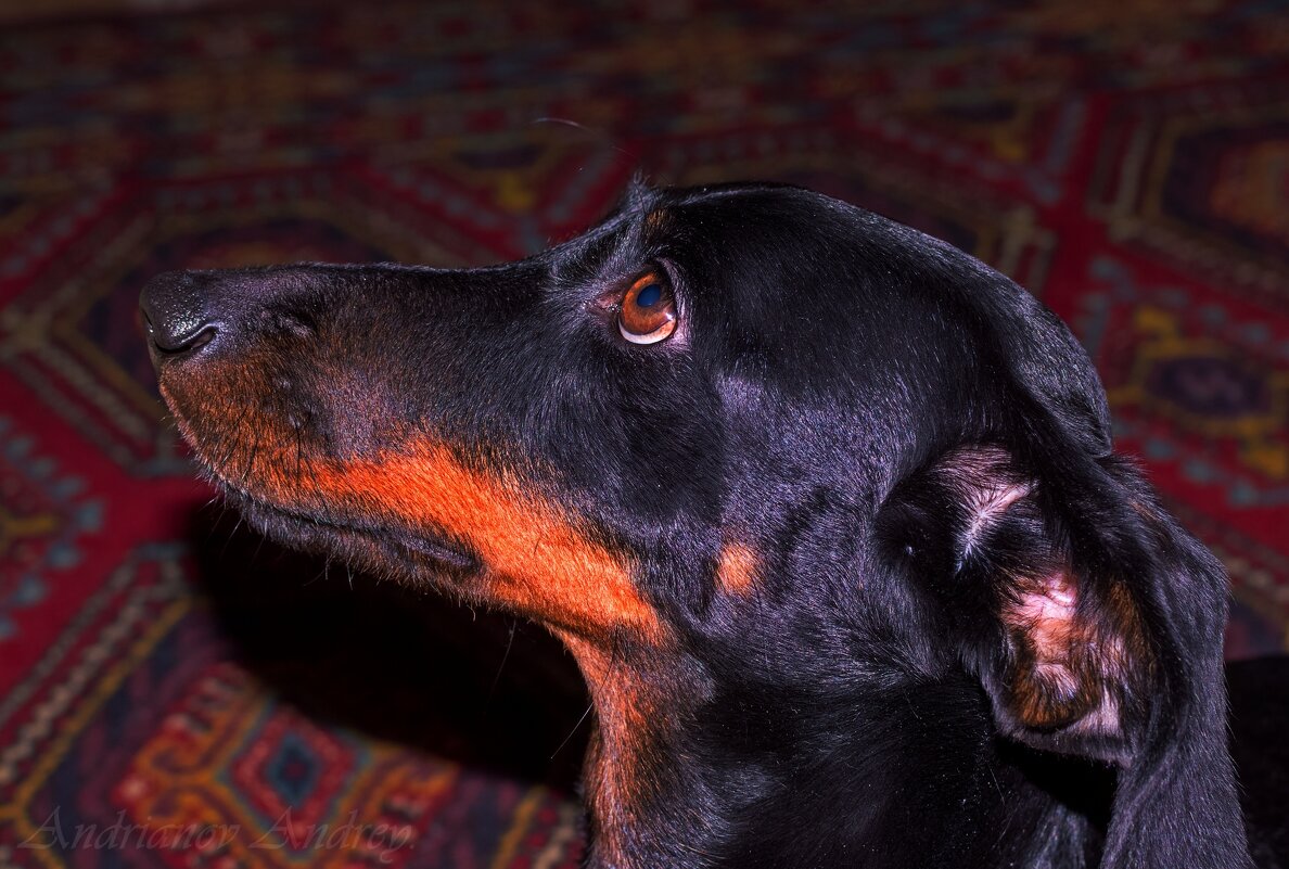 Матильда. - Андрей Андрианов