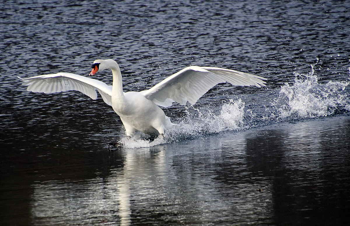 **** - Андроник Александр 