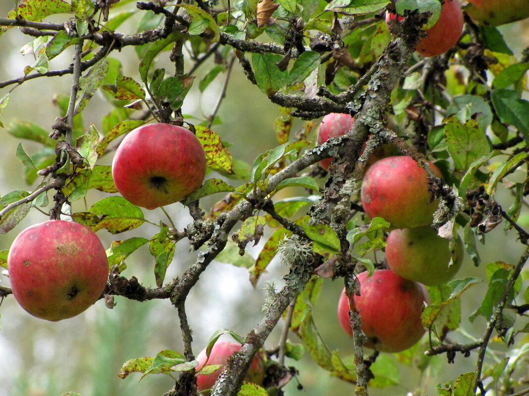 Старенькая яблонька... - Татьяна Гнездилова