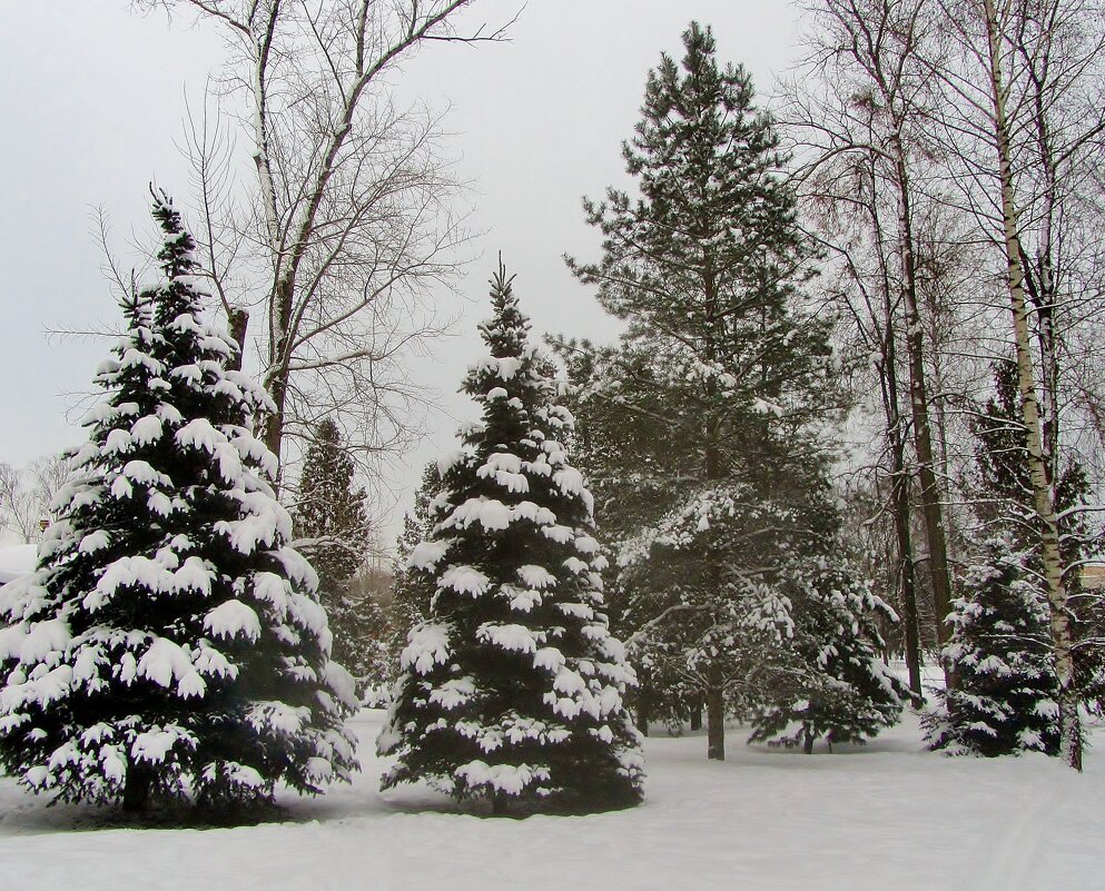 .. ёлки в городском парке.. - galalog galalog