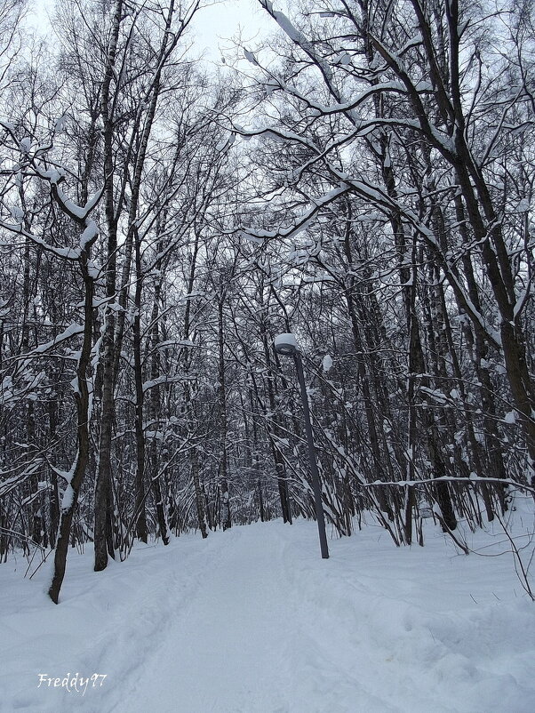 Зима - Freddy 97