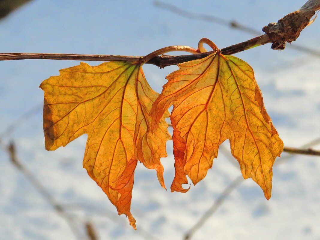 Сохранившиеся листья - Андрей Снегерёв