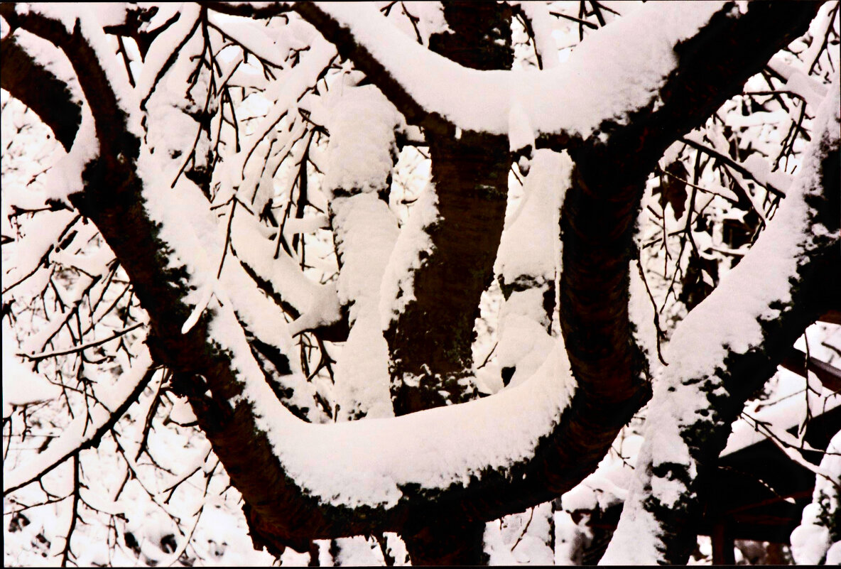 Южная зима - 29 - Алексей Кузнецов