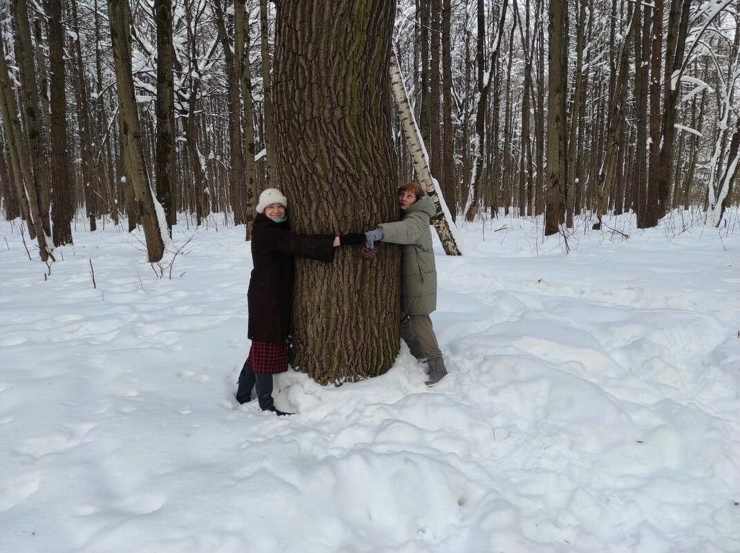 Дуб в два обхвата - Игорь Ч.