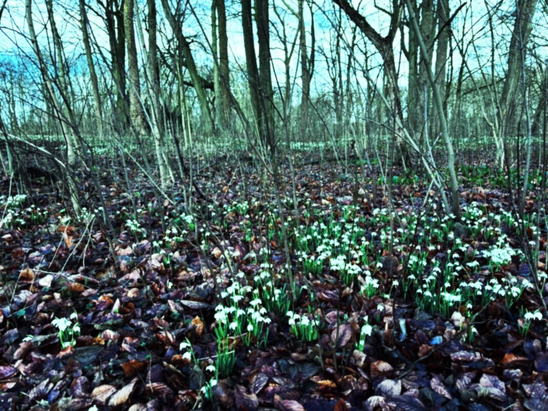 Цветение галантусов в Парке Дри-Фонтейнен - Aida10 