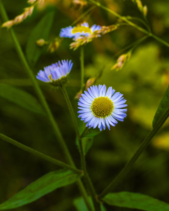 Ввесна не за горами 2 - Николай 