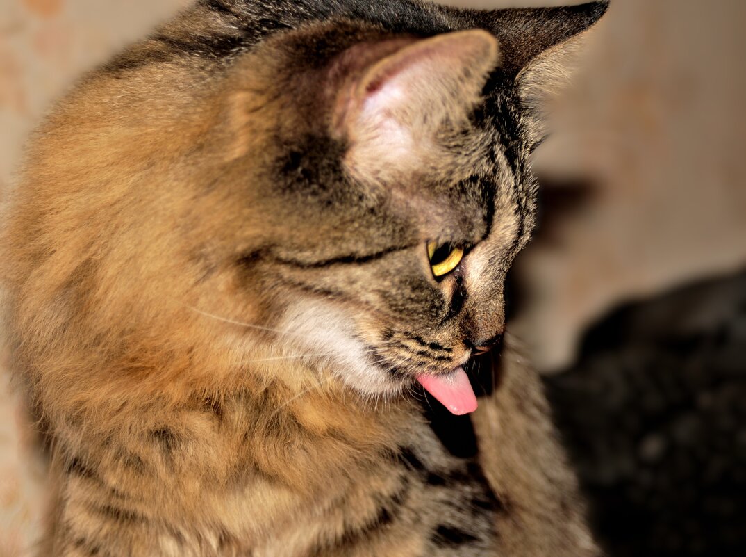 Вечерние умывашки... - Alex Matarykin