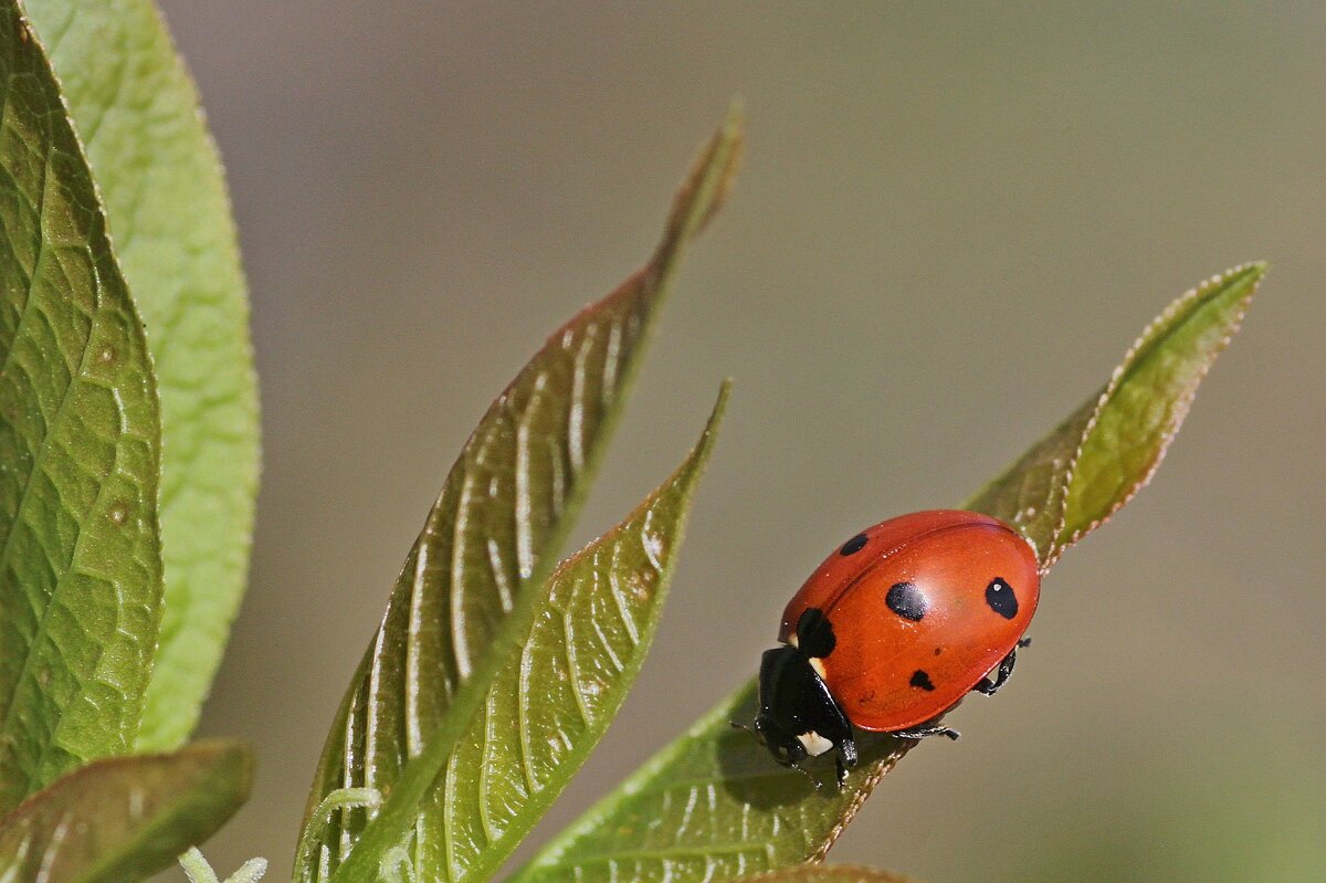 совсем скоро...))) - Александр Герасенков