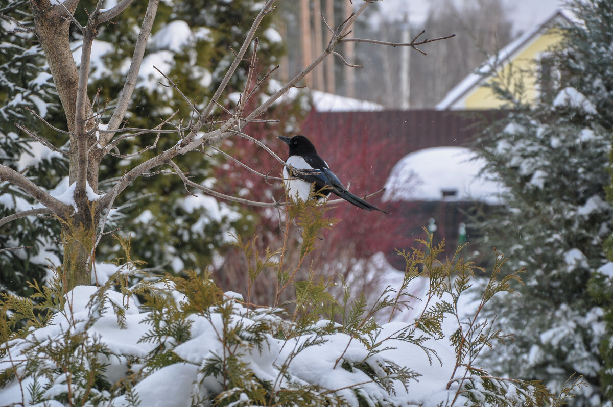 Сорока-белобока - Татьяна Машошина