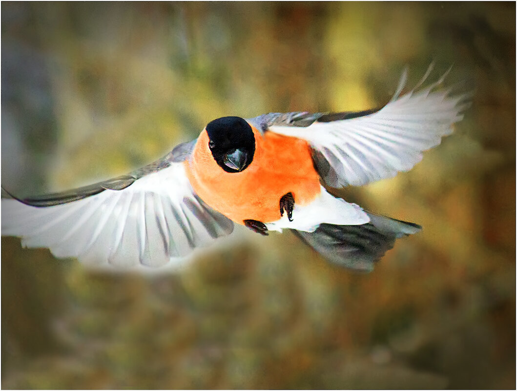 Не щегол, а Щёголь - Валентин Котляров