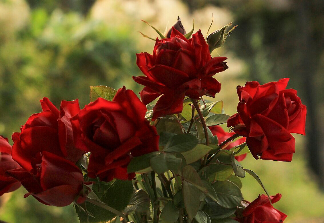 Розы в саду - елена беликова