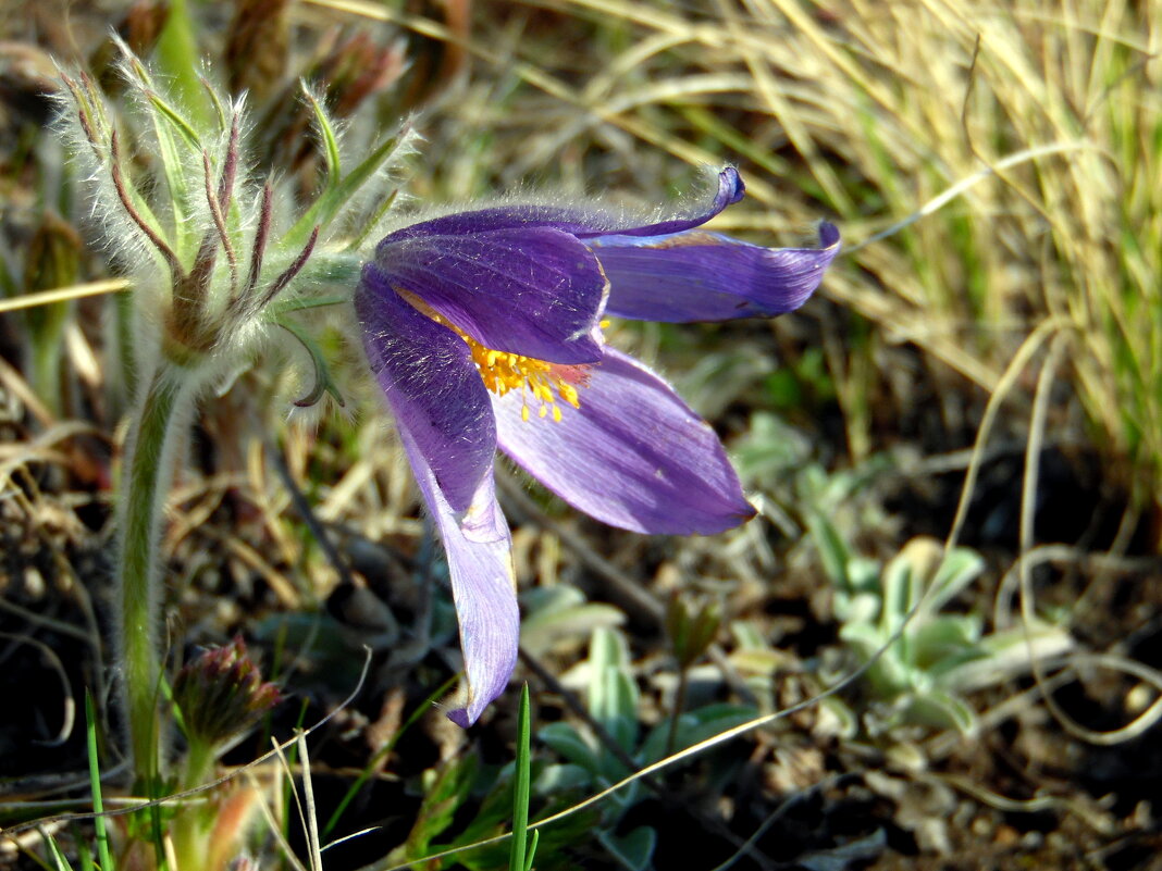 Про сон-траву. - nadyasilyuk Вознюк