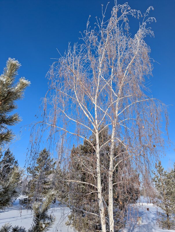 Морозец... - Андрей Хлопонин