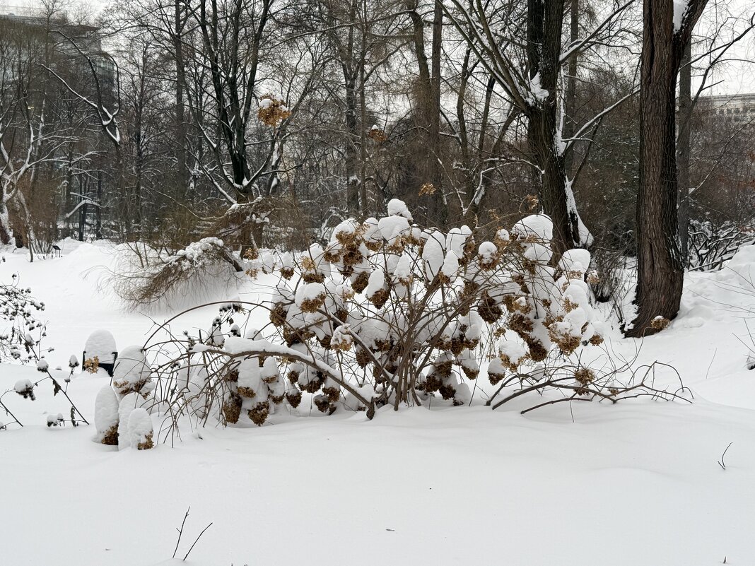 Зима в парке. - Pippa 