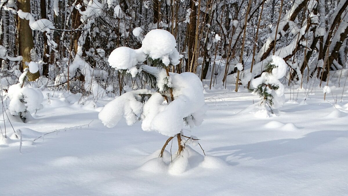 Зима в январе. - Милешкин Владимир Алексеевич 
