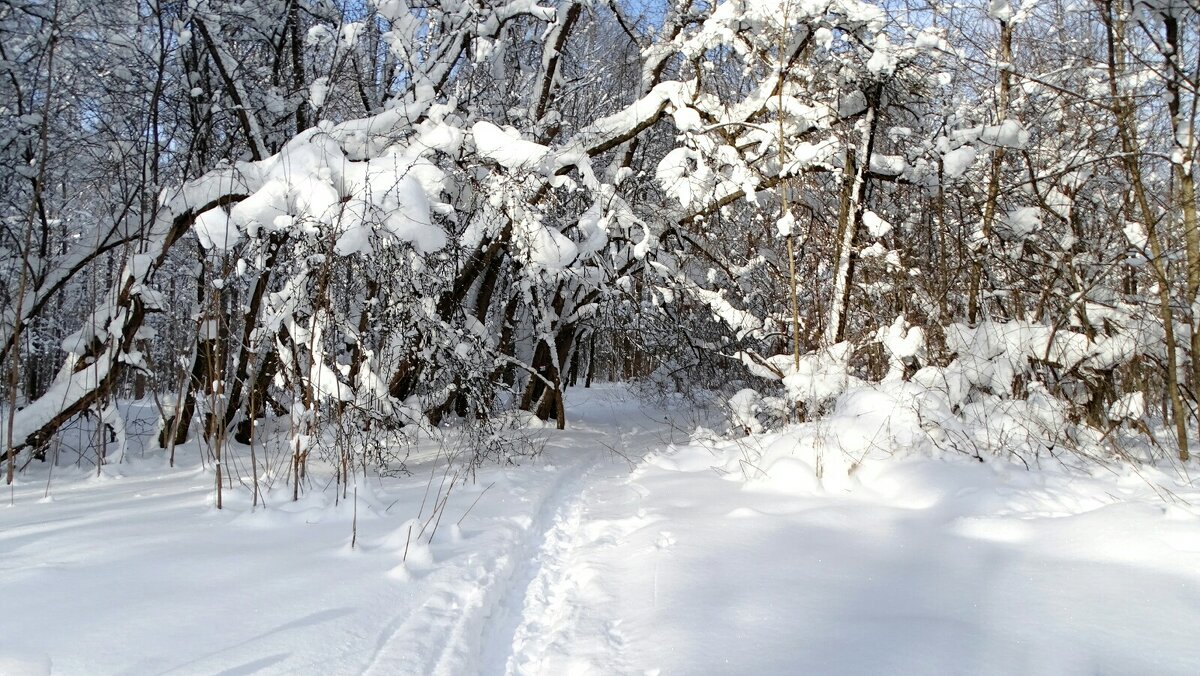 Зимний парк. - Милешкин Владимир Алексеевич 