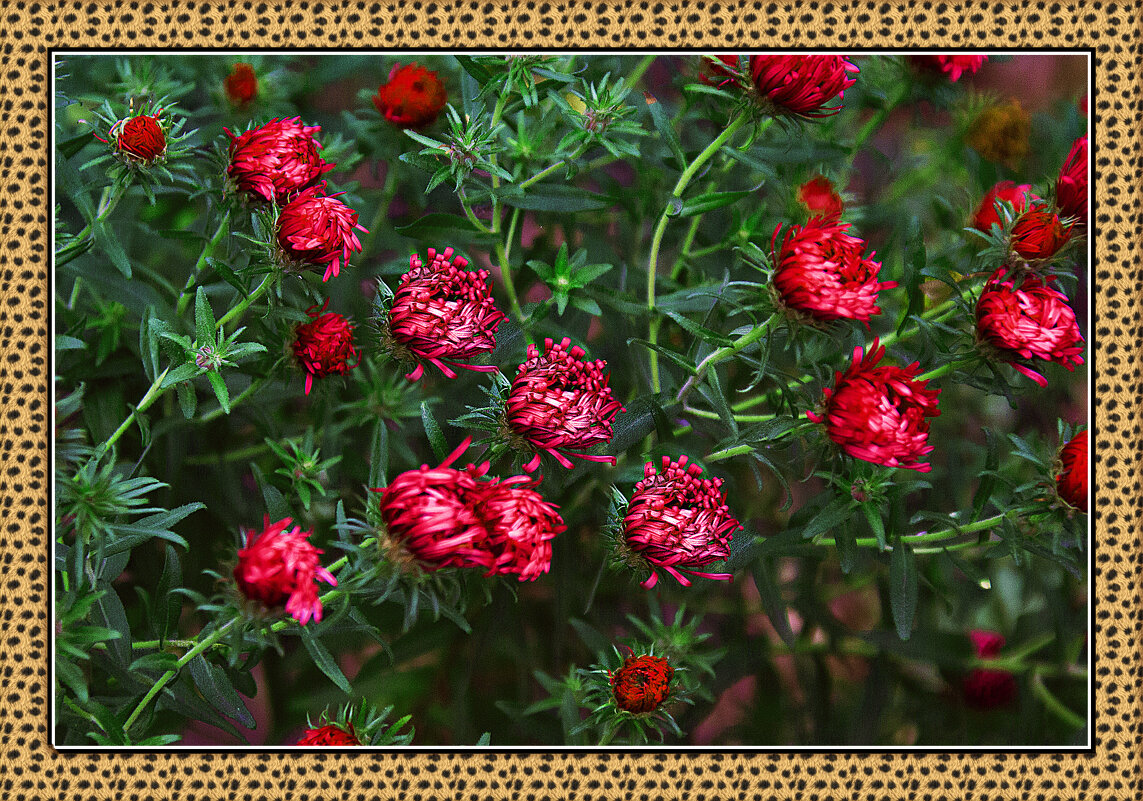 Цветочная зарисовка - Владимир Кроливец