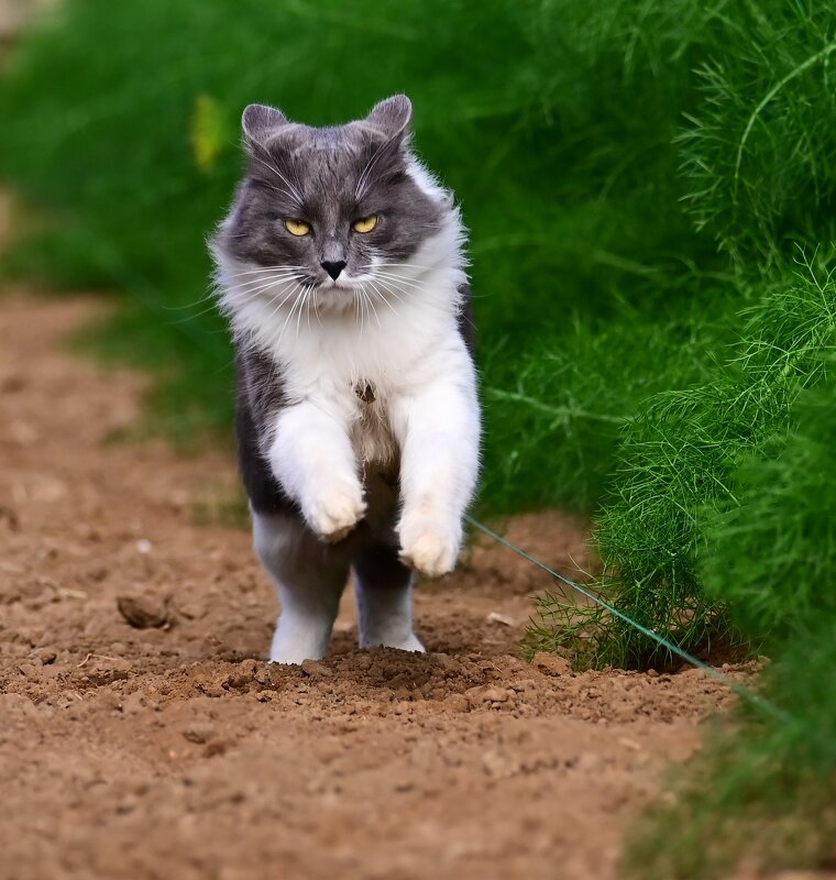 Gigia - Светлана 