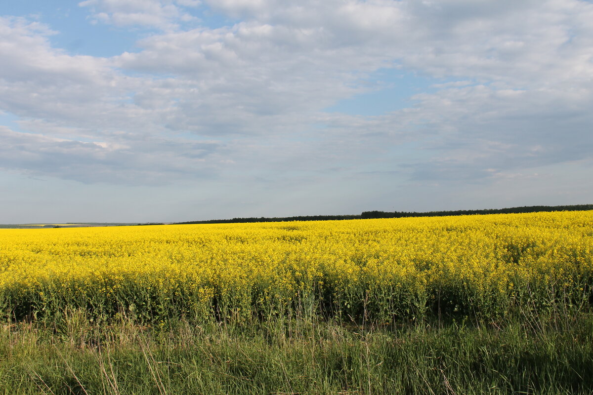 МАЙСКОЕ ЦВЕТЕНИЕ РАПСА - Валентина 