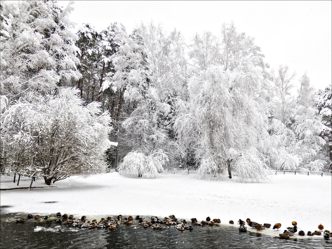 Зимний сон - Валентина * Зимний сон - Валентина *