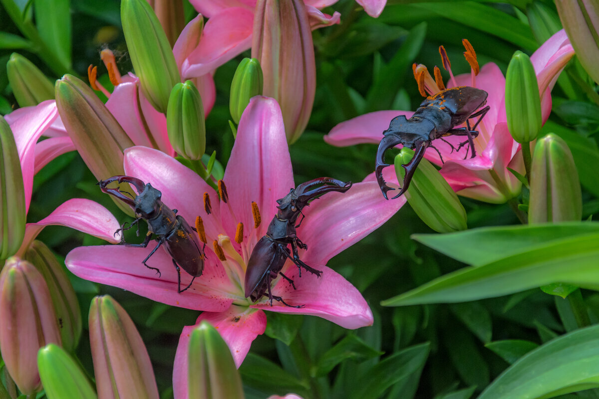 Сбор в лилиях - Наталья Димова