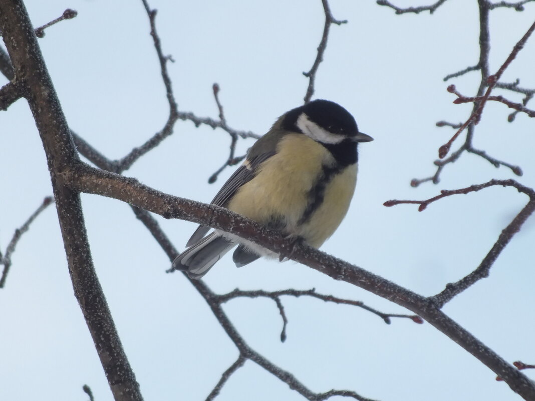 ** - Зоя Мишина