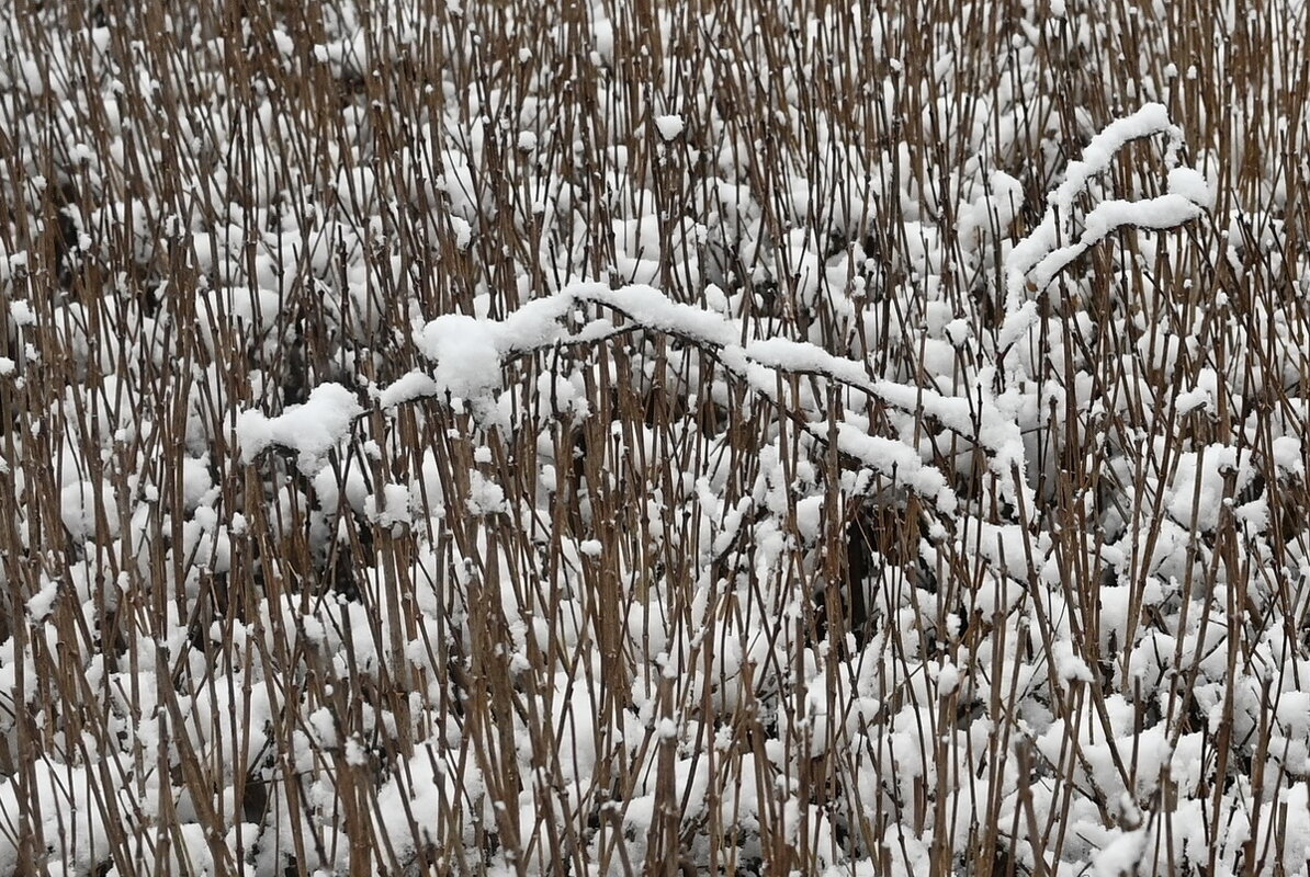 Опять выпал снег... - Николай Саржанов