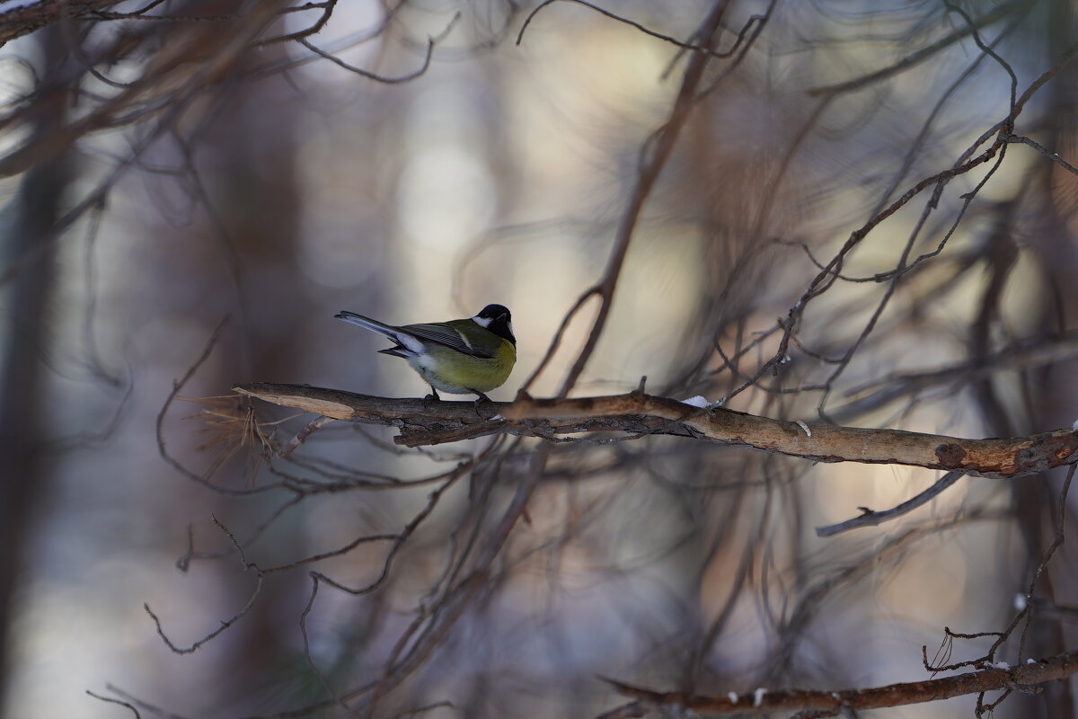 На шухере - Вячеслав Алтай