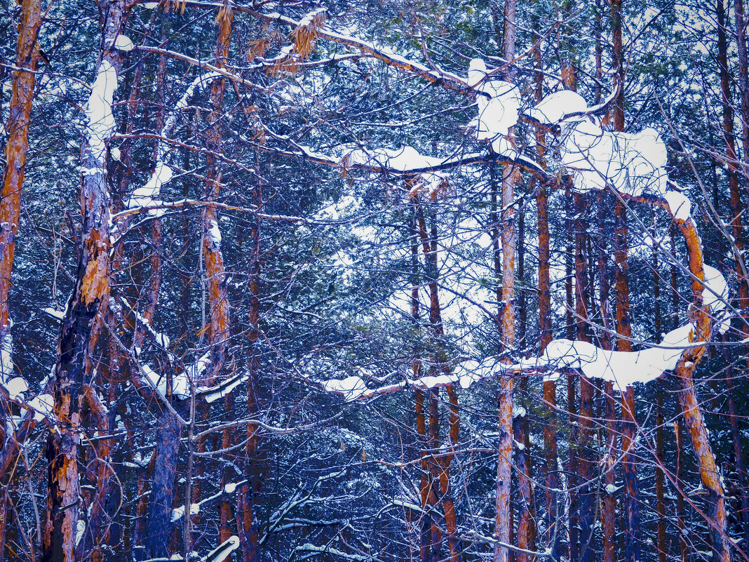 В лесу после снегопада - София 