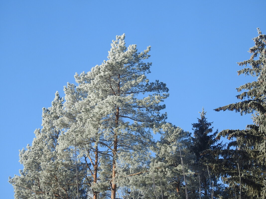 причуды зимы - ИННА ПОРОХОВА