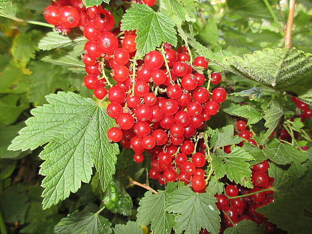 Красная смородина - Наталья ***