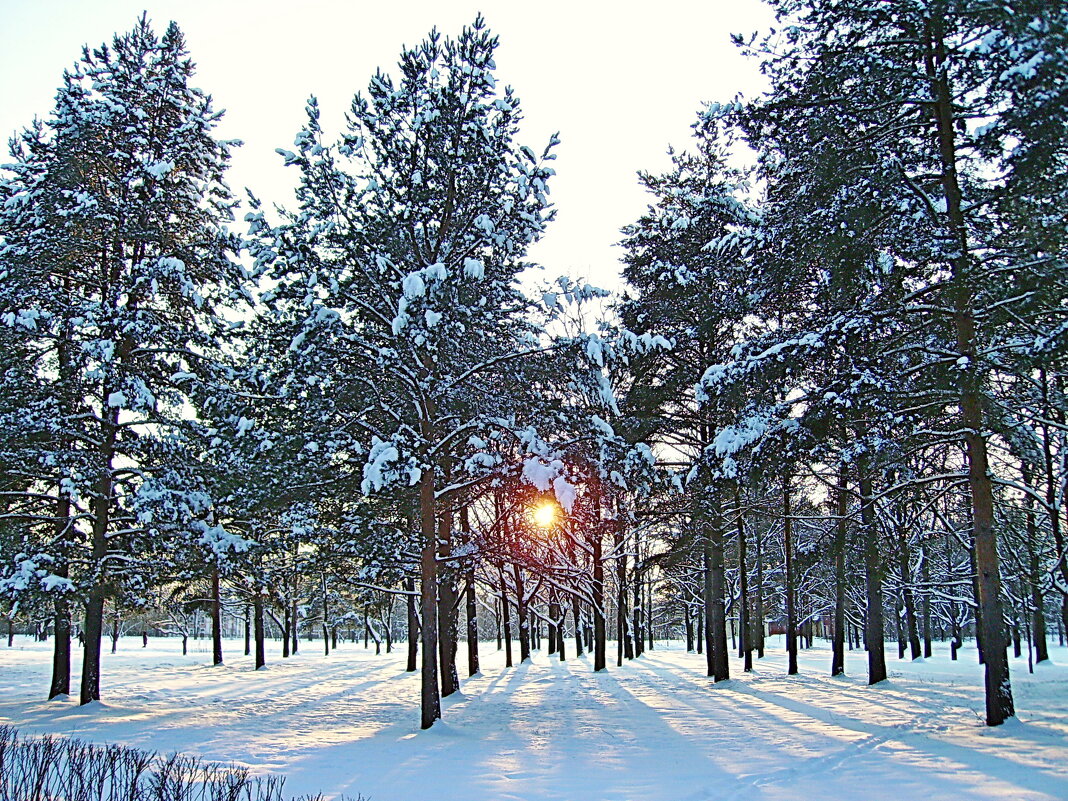 Мороз и солнце - VasiLina *