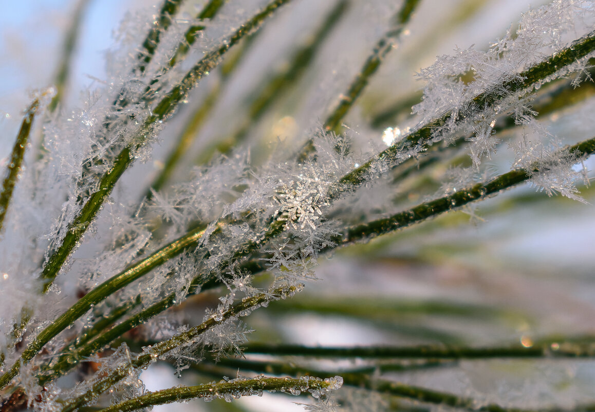 Хрустальные снежинки - Дарья Меркулова