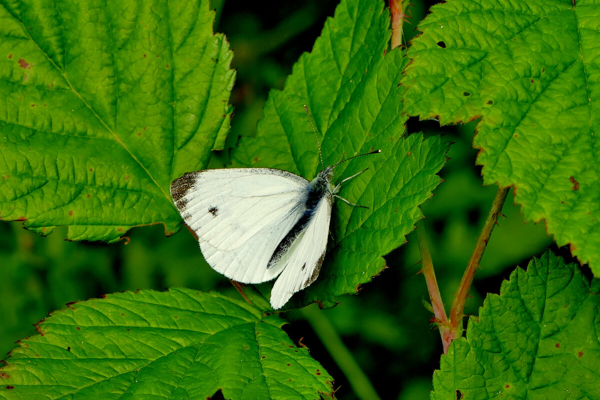 опять про бабочек...421 - Александр Прокудин опять про бабочек...421 - Александр Прокудин