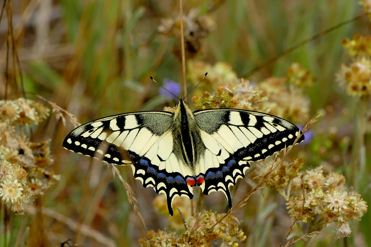 опять про бабочек...424 - Александр Прокудин