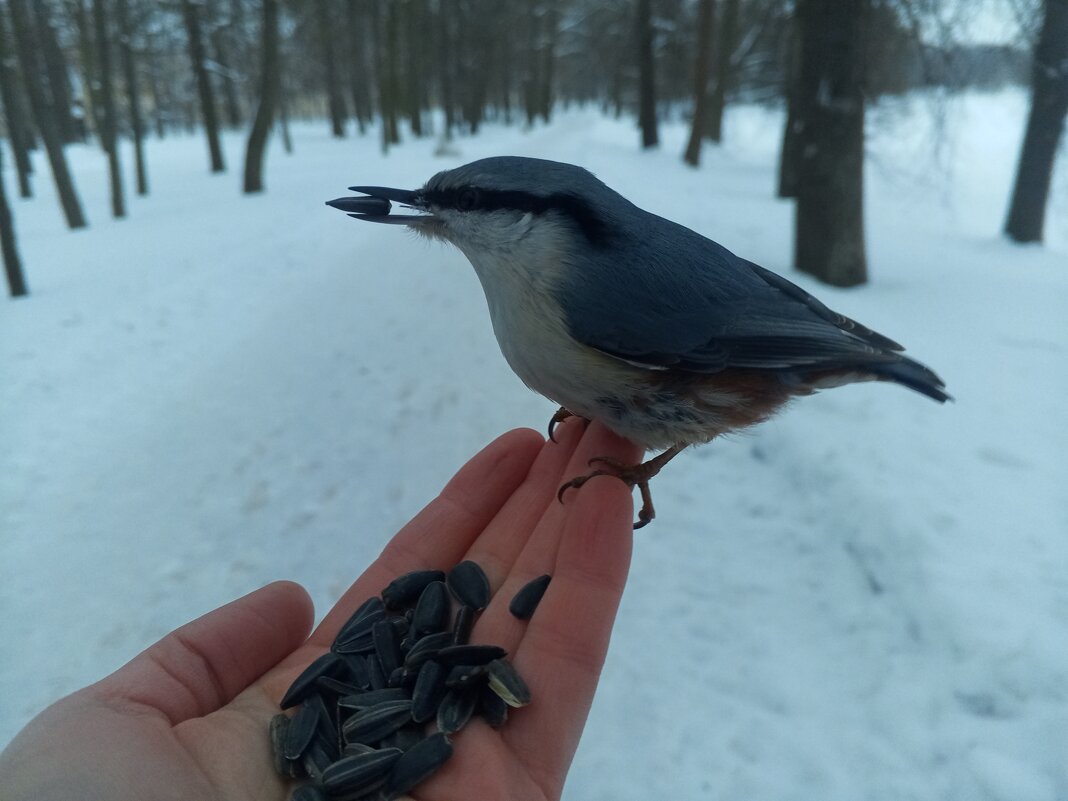Поползень - Сапсан 