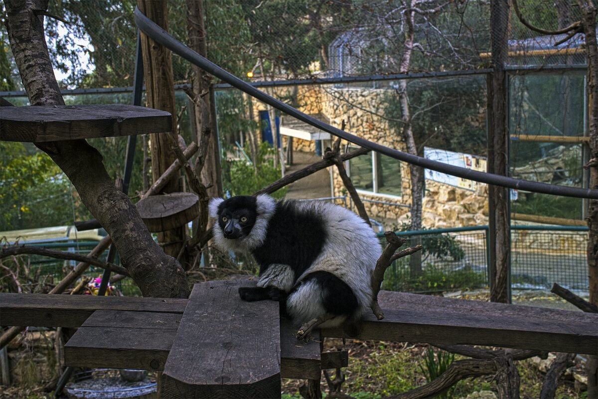 Чёрно-белый рюфированный лемур - ujgcvbif 